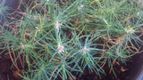 pinus thunbergii seedlings 