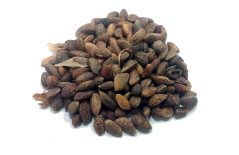 Tree seed - Japanese red pine