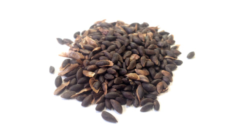 Tree seed - Brewer spruce