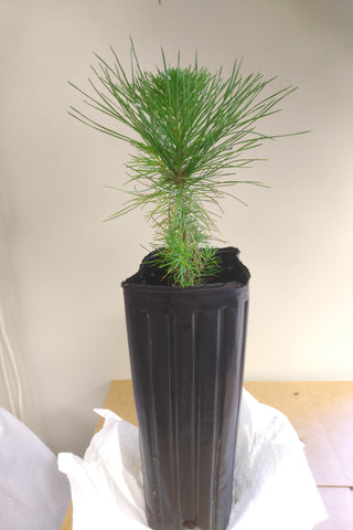 Live Tree - Knobcone x Monterey pine hybrid