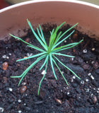 Tree seed - Macedonian pine
