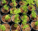 Live Tree - Dawn Redwood
