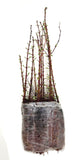 Live Tree - Dawn Redwood