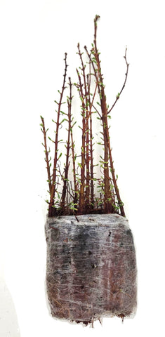 Live Tree - Dawn Redwood