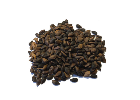 serbian spruce seeds picea omorika
