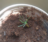 Tree seed - Himalayan spruce