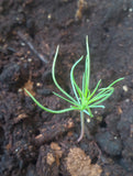 pinus attenuata seedling