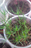 pinus balfouriana seedlings foxtail pine