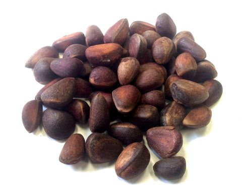 pinus cembra seeds swiss stone pine