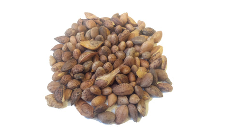 Tree seed - Afghan pine