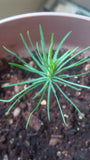 Tree seed - Macedonian pine