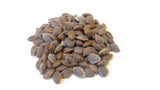 pinus peuce seeds macedonian pine