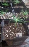 Tree seed - Southwestern white pine