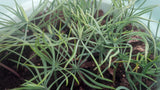 Tree seed - Southwestern white pine