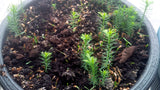 Tree seed - Western redcedar