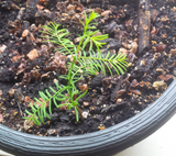 Tree seed - Bald Cypress