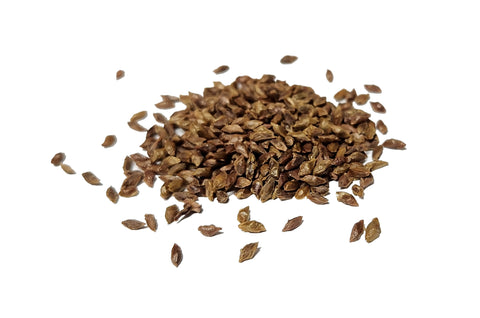 Tree seed - Western hemlock