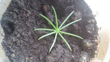 Tree seed - Whitebark pine