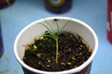 pinus nigra seedling in cup