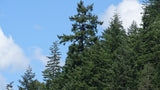 Tree seed - Sitka spruce