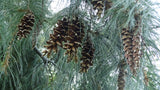 pinus flexilis seed cones