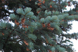 abies concolor white fir