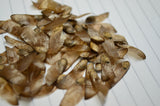 pinus nigra seeds