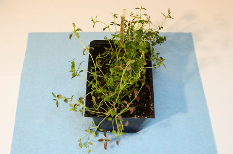 thyme seedlings
