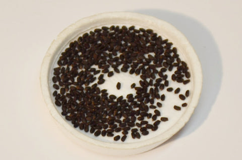 Ocimium basilicum basil seeds