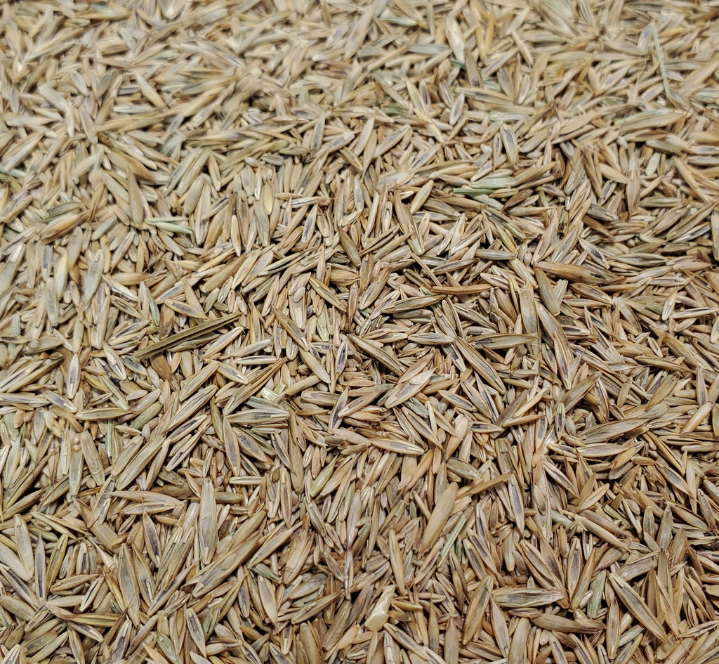 Grass Seed Fescue to the Rescue TreeSeeds.ca