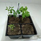 snow pea seedlings