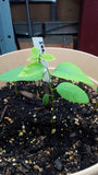 asimina triloba seedling