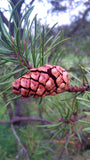pinus banksiana seed cone jack pine