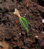 pseudotsuga seedling