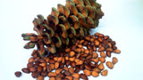 pinus armandii cone and seeds