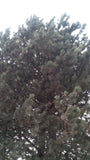 pinus nigra foliage