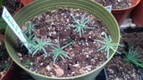 abies concolor seedlings