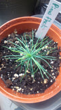 limber pine seedling pinus flexilis