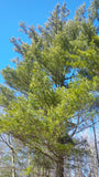 pinus strobus white pine tree