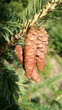 white spruce cones picea glauca