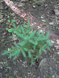 white spruce seedling