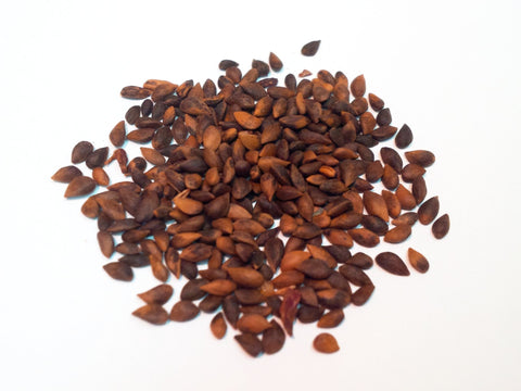 hybrid spruce seeds