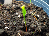pinus taeda seedling loblolly pine