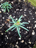 abies concolor fir seedling 