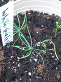 pinus strobus seedlings