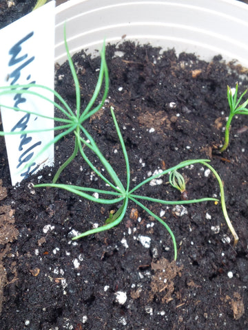planting white pine seeds Tree seed