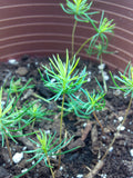 spruce seedlings