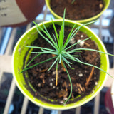 pinus strobus white pine seedling