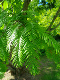 metasequoia leaves