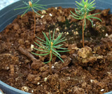 picea koyamae seedling